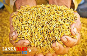 යල කන්නයේ වී මිලදී ගැනීම් අද සිට ඇරඹේ