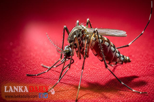 ඩෙංගු මරණ සංඛ්‍යාව තවත් වැඩිවෙයි.