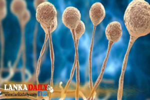 දන්සල් වලිනුත් මොළේ උණ පැතිරෙයිද ?