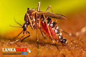 පැය 24 කට නව ඩෙංගු රෝගීන් 2000 ක්
