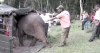 දෙව්රම් වෙහෙරේ අලි පැටියා රැගෙන යයි