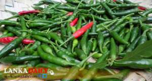 මිරිස් ආනයනය නතර කිරීමට පියවර !