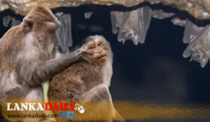 තවත් මාරාන්තික වෛරසයක් !