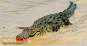 කොළඹ කිඹුලන් වැඩිවේ..පරිස්සමෙන්
