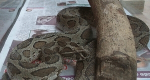 පැටවුන් 21ක් බිහි කළ පොළොං මවක්