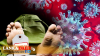 කොවිඩ් මරණ භූමදානයට ස්ථාන දෙකක්   