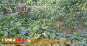 අතහැර දැමු ඉඩම් අතිරේක බෝග වගාවන්ට !