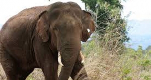 අලියා ජීවිත දෙකක ඉරණම තීන්දු කරයි