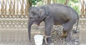 විනිසුරු ළඟ හොර අලියෙක්!