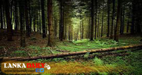 ජාත්‍යන්තර වනාන්තර දිනය අද