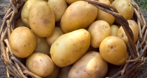 අර්තාපල් ආනයනය තාවකාලිකව නවත්වයි