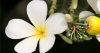 අරලිය සහ රට ලාවුළු ජාවරමක්