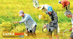 වී මිලදී ගැනීමට සහ සහල් අලෙවි කිරීම සඳහා නිශ්චිත මිලක්