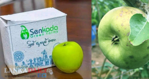 මචං, ඒ මසං නොවේ.කොළ ඇපලුත් නොවේ. ඒ ග්‍රීන් ඇපල් මසං..!
