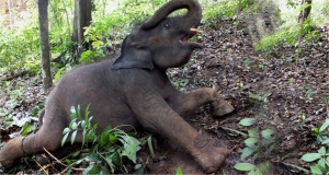 මහින්දගේ මස්සිනා ළඟ තවත් හොර අලි සහ සුපිරි වාහන 3ක්