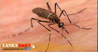 ඩෙංගු රෝගීන් වැඩිම සංඛ්‍යාවක් කොළඹින්