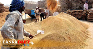  රජය ගොවි බිමටම ගොස් වී මිලදී ගන්න සුදානමින්