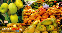 මෙරට වාර්ෂික අඹ අස්වැන්න මිලියන 250 ඉක්මවයි