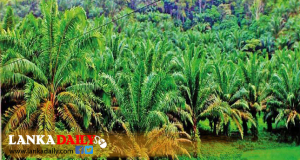පොල් පැළ ලක්ෂ පහක් නොමිලේ බෙදා දීම අද