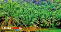 පොල් පැළ ලක්ෂ පහක් නොමිලේ බෙදා දීම අද