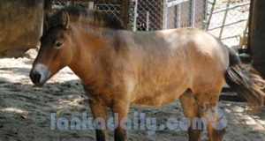 අති දුර්ලභ කැළෑ අශ්වයා මියයයි