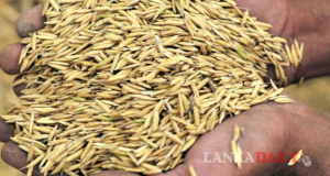 සහල් මා‍ෆියාවට මැඩලන්න රජයෙන් වී මිළදී ගැනීම ඉහළ දමයි