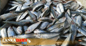 මාළු මිල යළි ශීඝ්‍රයෙන් ඉහළට
