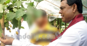 බැසිල් ඇට වලට කෝටි 500ක් වැය කරලා