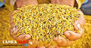 ඉදිරි කන්නයේදී කීරි සම්බා සහ සම්බා වී මිල වැඩි කරනවා - කෘෂිකර්ම ඇමති