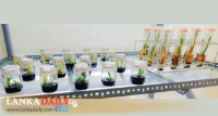 ගැහැනු මලෙන් අංකුර, ලෝකයේ පළමු සොයාගැනීම