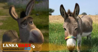 ලොවක් ආදරය කල Shrek ගේ සජීවිකරණ චරිතය Perry මිය යයි