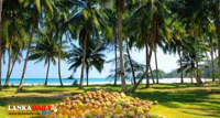 පොල් වගාවේ ගැටලු අහන්න අංකයක්