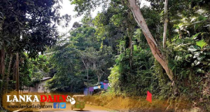 අද සිට අවදානම් සහිත ගස් වල වගකීම එහි හිමිකරුවන්ට