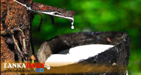 කිරි ගස පාමුල කිරට වැහුණු කඳුළු