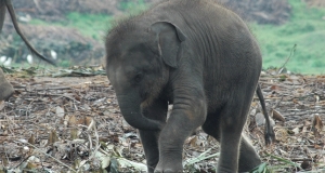අලි ජාවාරම ගැන වනජීවිය නිහඬයි