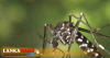 මේ වසරේ ගෙවුණු කාලය තුළ ඩෙංගු රෝගීන් 2,352 ක්