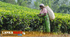 තේ අස්වැන්න පස් ගුණයකින් වැඩි කරන අධි ඝනත්ව වගා ක්‍රමයක්