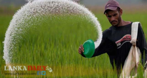 තේ පොහොර සහනාධාරය රුපියල් හාරදහස දක්වා ඉහළට