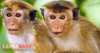 රටපුරා රිළවුන්ගෙන් සිදුවන වගාහානි ඉහළට