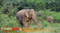 හම්බන්තොට, යෝජිත අලි කළමණාකරන රක්ෂිතය ගැන