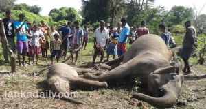 හම්බන්තොට සංවර්ධනයට අලි 10යි නර 7යි බිලි
