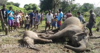 හම්බන්තොට සංවර්ධනයට අලි 10යි නර 7යි බිලි