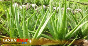 කෝමාරිකා - කිරාත හිඟයෙන් ආයුර්වේද ඖෂධ නිෂ්පාදන අඩාල වෙයි