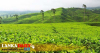 තේ පොහොර සහනාධාර ගැටළු මගහරවා ගන්න QR කේතයක් ලබාදීමට සැලසුම්