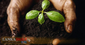 ආණ්ඩුවේ කාබනික පොහොර වැඩ පිළිවෙලත් සාර්ථකයි !