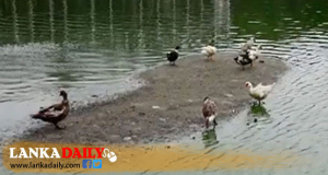 බේර වැවේ සතුන් මියයෑම පිළිබඳ අවසන් පරීක්ෂාව අද