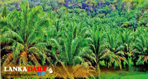 කටුපොල් වගා කිරීමට අනුමැතිය ලබාදීම සම්බන්ධව රජයේ අවධානය
