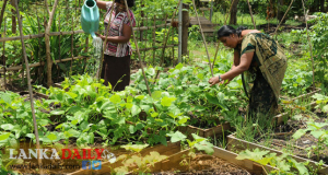 සෞභාග්‍යා ගෙවතු වගාවෙන් පවුල් ලක්ෂ දොළහකට ප්‍රතිලාභ !