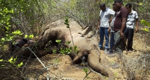 ගැබ් බර අැත් මව වෙඩි  වැදී මියයයි