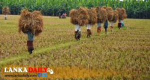 බිත්තර වී ගොවිපළවල් සඳහා රක්ෂණයක්